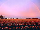 rainbows_2013_11_Skagit_Valley_Tulip_Fields_Washington.jpg: 127k (2007-10-19 07:37)