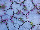 flower-tree-growing-concrete-pavement-102.jpg: 109k (2014-09-15 15:44)
