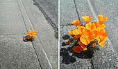 flower-tree-growing-concrete-pavement-11.jpg: 77k (2014-09-15 15:44)