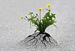 flower-tree-growing-concrete-pavement-19.jpg: 63k (2014-09-15 15:44)