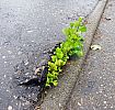 flower-tree-growing-concrete-pavement-21.jpg: 163k (2014-09-15 15:44)