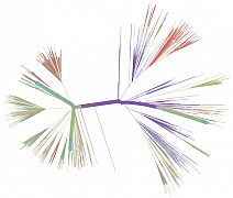 COVID19_Slovakia_SK-BMCx_ALL_phylogeny_unrooted_color_by_country.gif: 57k (2020-04-08 09:01)