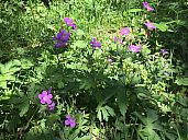 vfatra_2017_am_img_2327.jpg: 218k (2017-06-24 15:34)