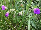 vfatra_2017_am_img_2449.jpg: 133k (2017-06-25 19:21)