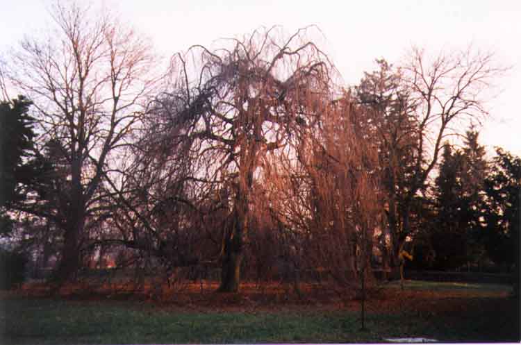 If picture is not shown here, it probably doesnot exist for this quality ... (choose another quality)