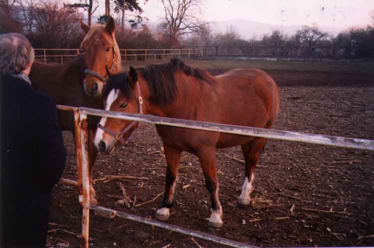 If picture is not shown here, it probably doesnot exist for this quality ... (choose another quality)