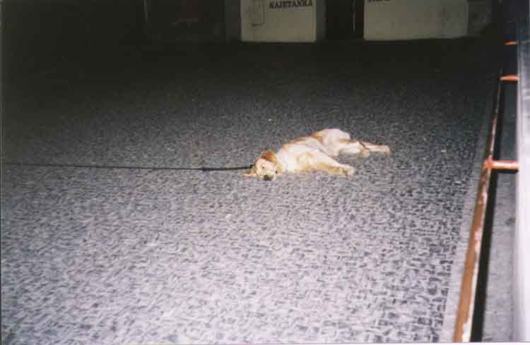 If picture is not shown here, it probably doesnot exist for this quality ... (choose another quality)