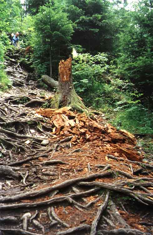 If picture is not shown here, it probably doesnot exist for this quality ... (choose another quality)