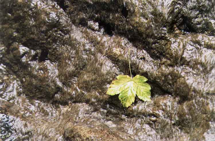 If picture is not shown here, it probably doesnot exist for this quality ... (choose another quality)