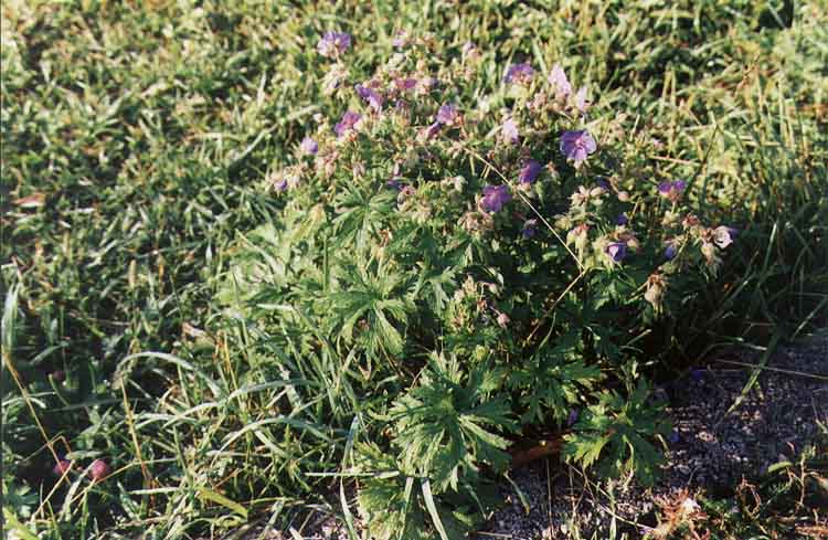 If picture is not shown here, it probably doesnot exist for this quality ... (choose another quality)