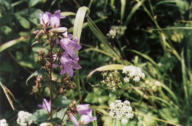 If picture is not shown here, it probably doesnot exist for this quality ... (choose another quality)