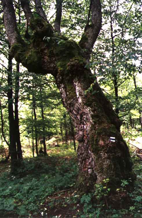 If picture is not shown here, it probably doesnot exist for this quality ... (choose another quality)