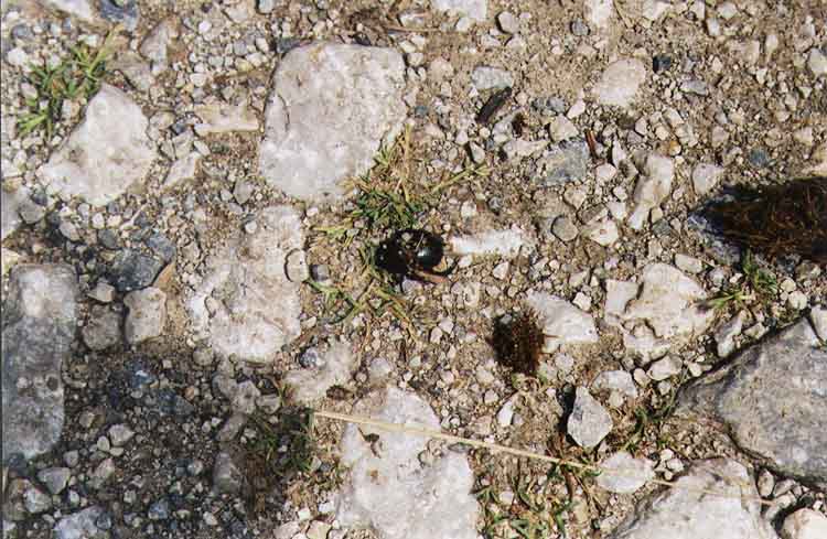 If picture is not shown here, it probably doesnot exist for this quality ... (choose another quality)