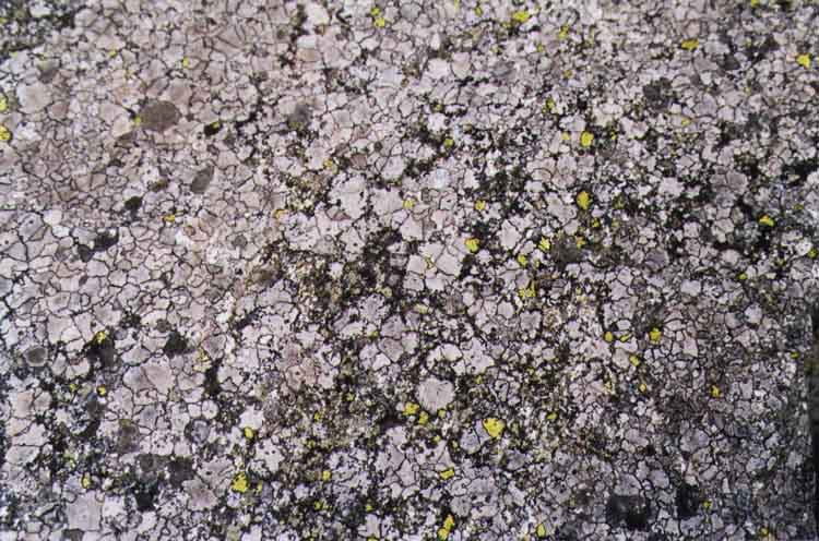 If picture is not shown here, it probably doesnot exist for this quality ... (choose another quality)