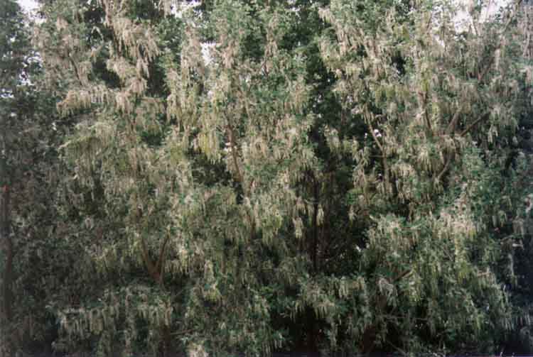 If picture is not shown here, it probably doesnot exist for this quality ... (choose another quality)