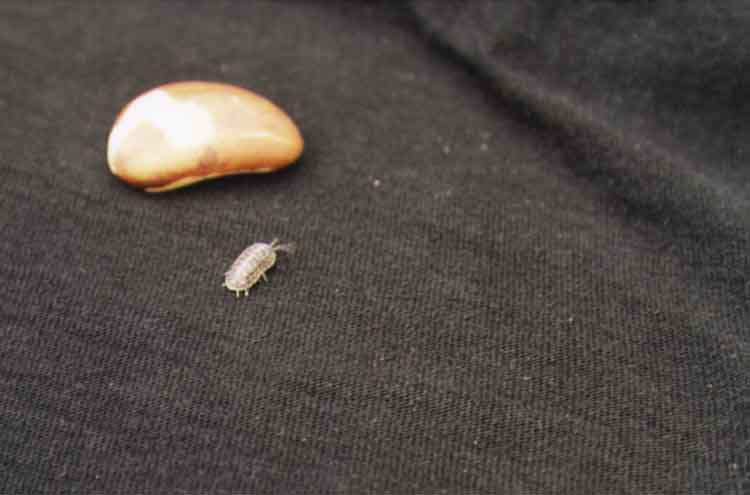 If picture is not shown here, it probably doesnot exist for this quality ... (choose another quality)