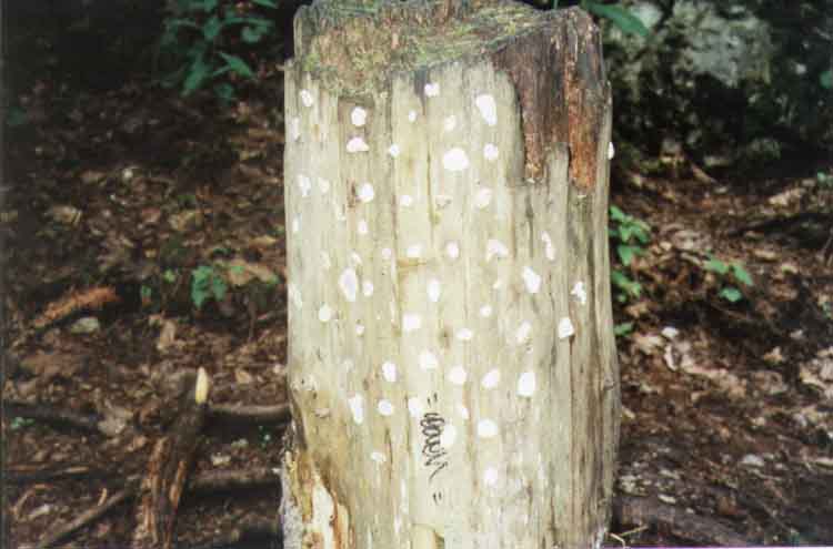 If picture is not shown here, it probably doesnot exist for this quality ... (choose another quality)