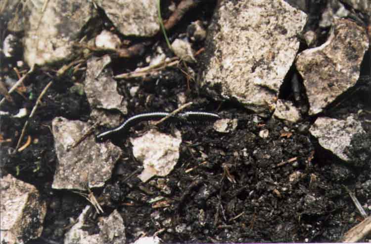 If picture is not shown here, it probably doesnot exist for this quality ... (choose another quality)