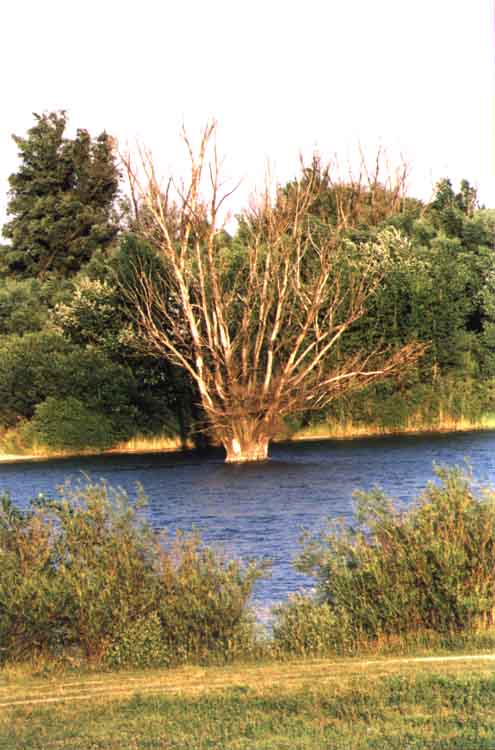 If picture is not shown here, it probably doesnot exist for this quality ... (choose another quality)