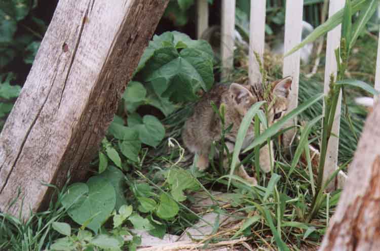 If picture is not shown here, it probably doesnot exist for this quality ... (choose another quality)