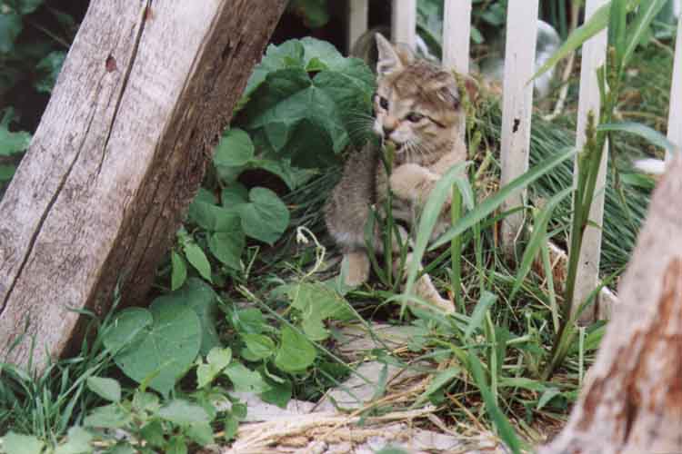 If picture is not shown here, it probably doesnot exist for this quality ... (choose another quality)