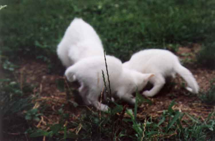 If picture is not shown here, it probably doesnot exist for this quality ... (choose another quality)