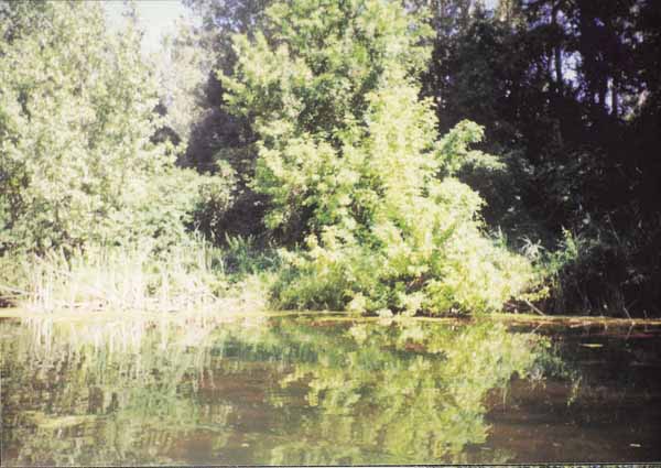 If picture is not shown here, it probably doesnot exist for this quality ... (choose another quality)