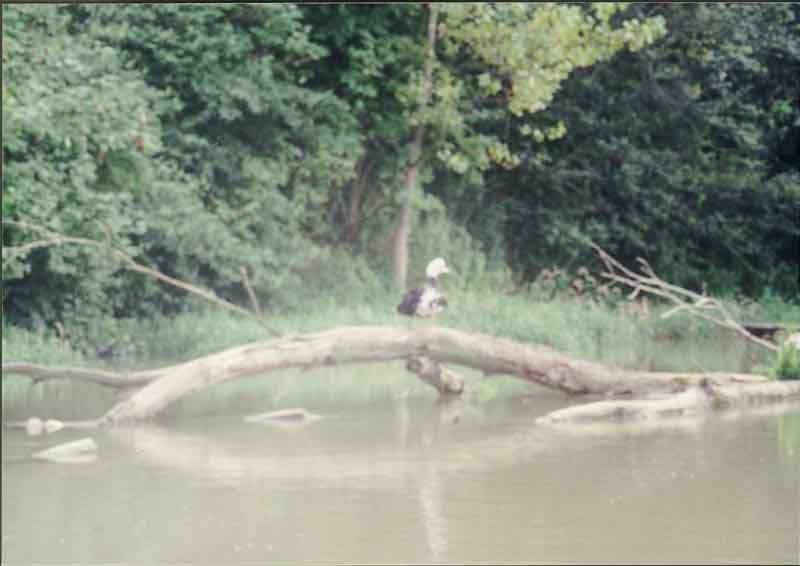 If picture is not shown here, it probably doesnot exist for this quality ... (choose another quality)